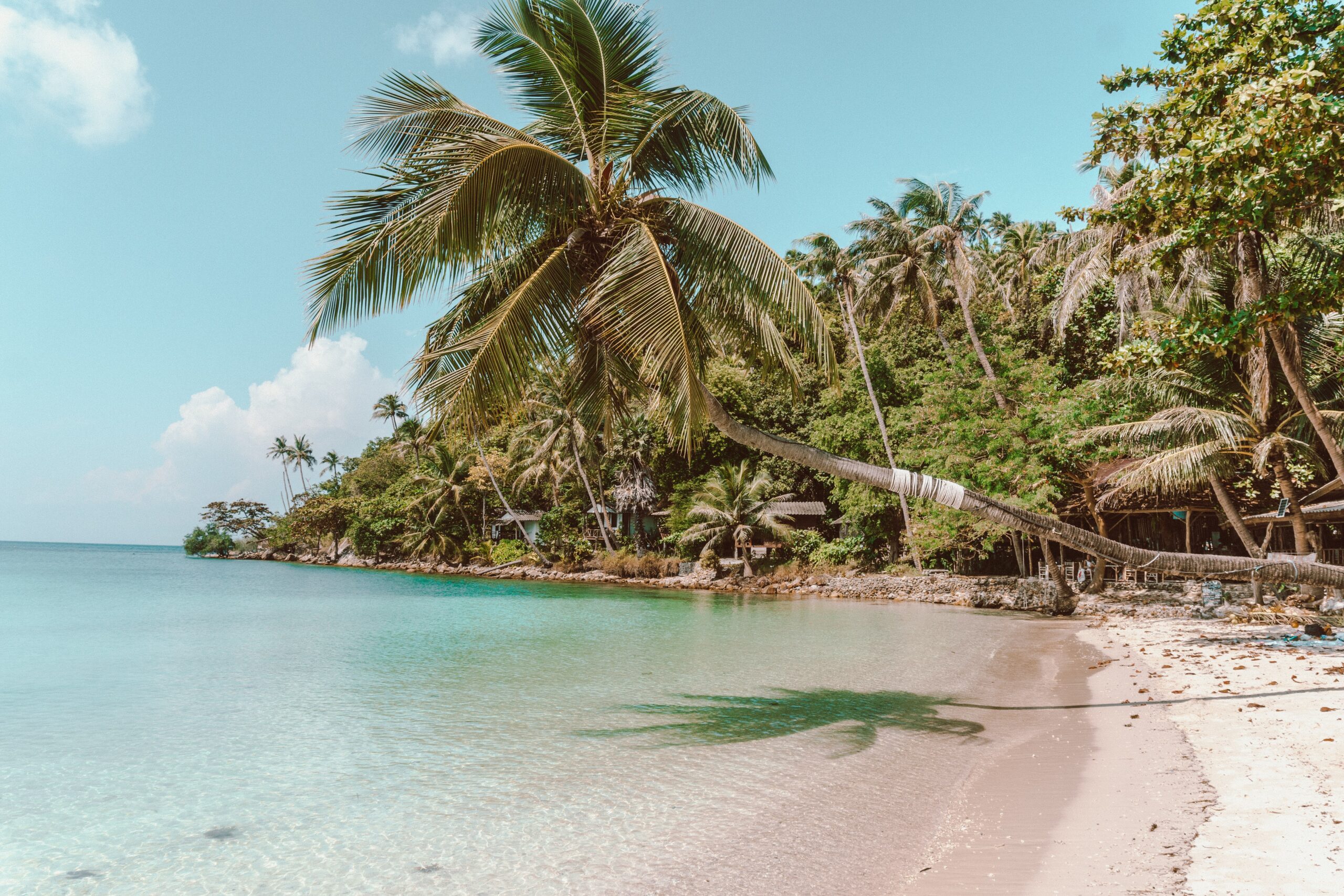 Tropical white sand beach with a palm tree hanging over the turquoise blue sea