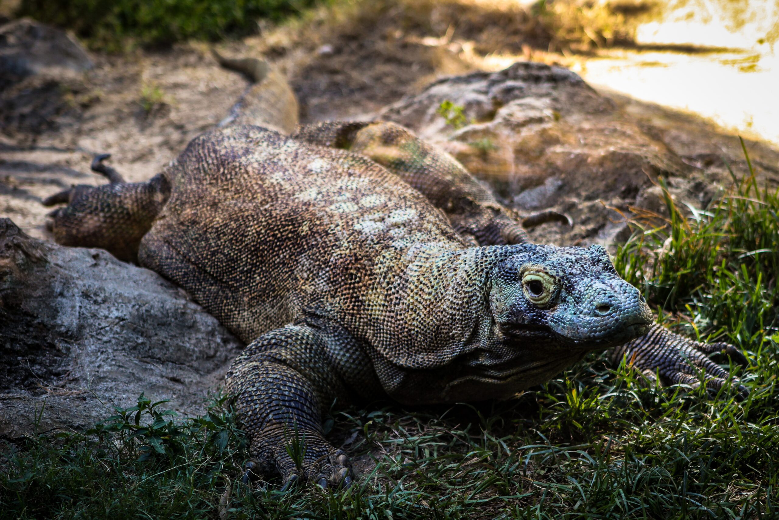 Komodo dragon on the grass