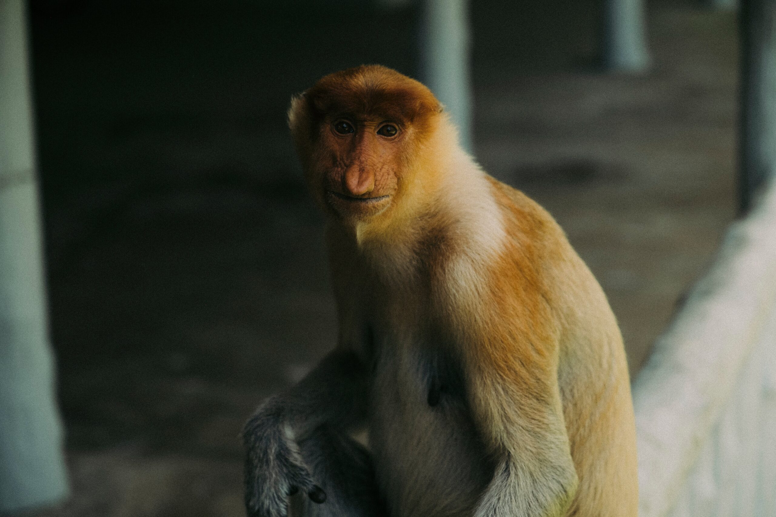 Proboscis monkey