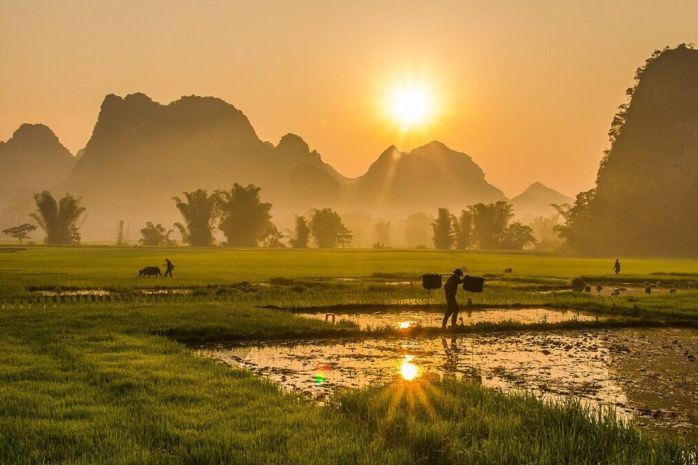 Farmers working on green rice fields with mountains during sunrise