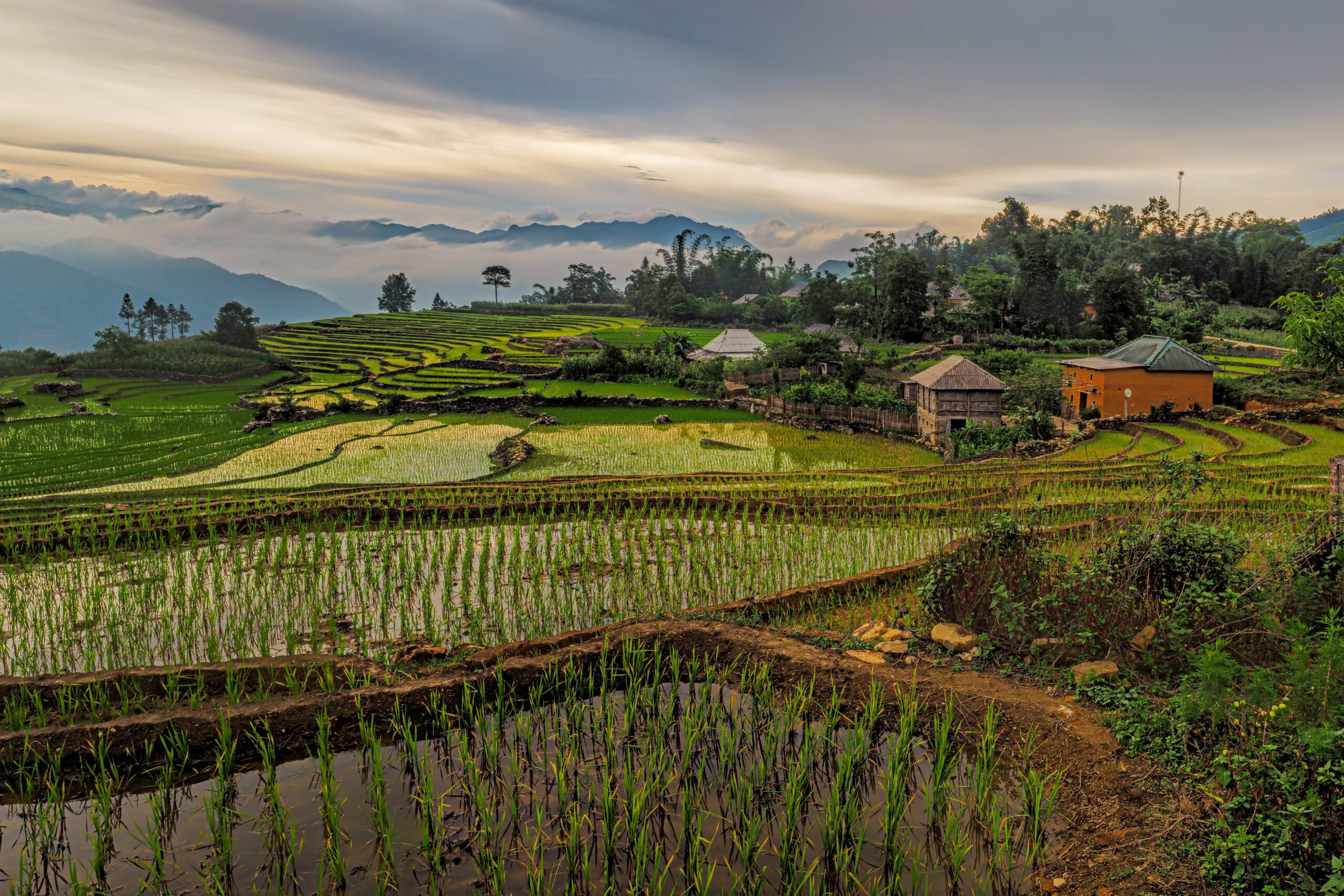 Green rice fields and farm houses