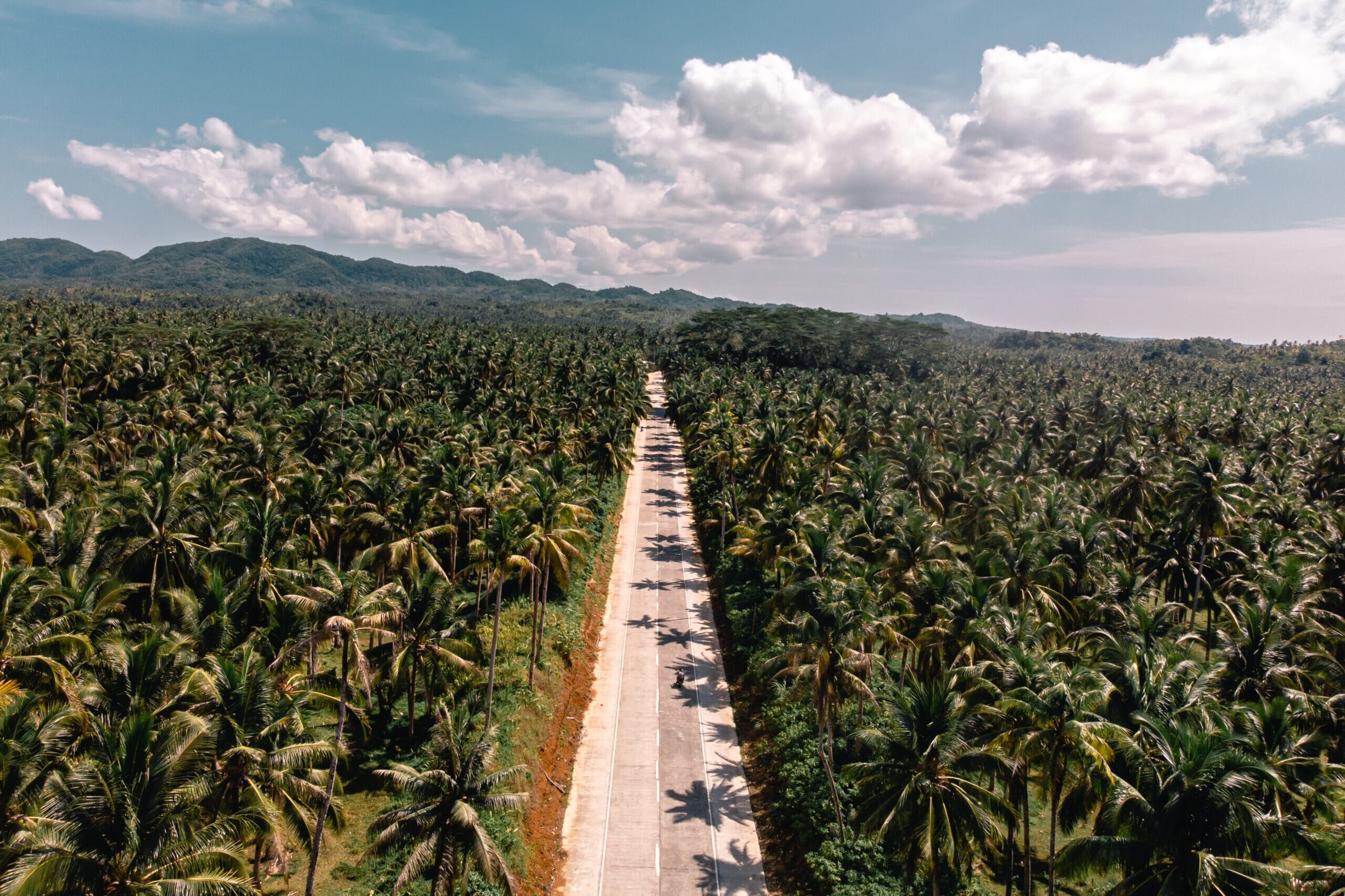 Aerial view of long empty road surrounded by palm trees