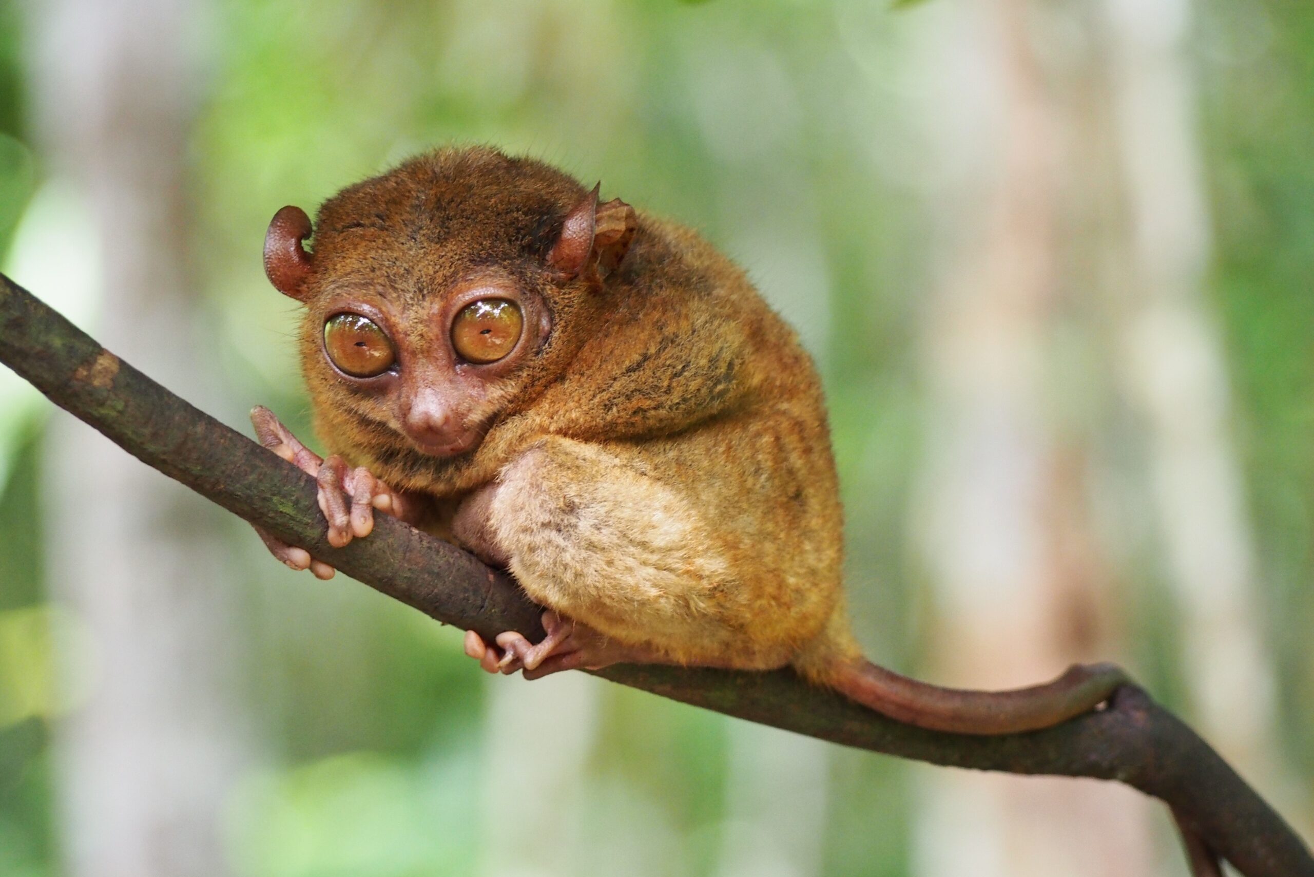 Tarsier on branch