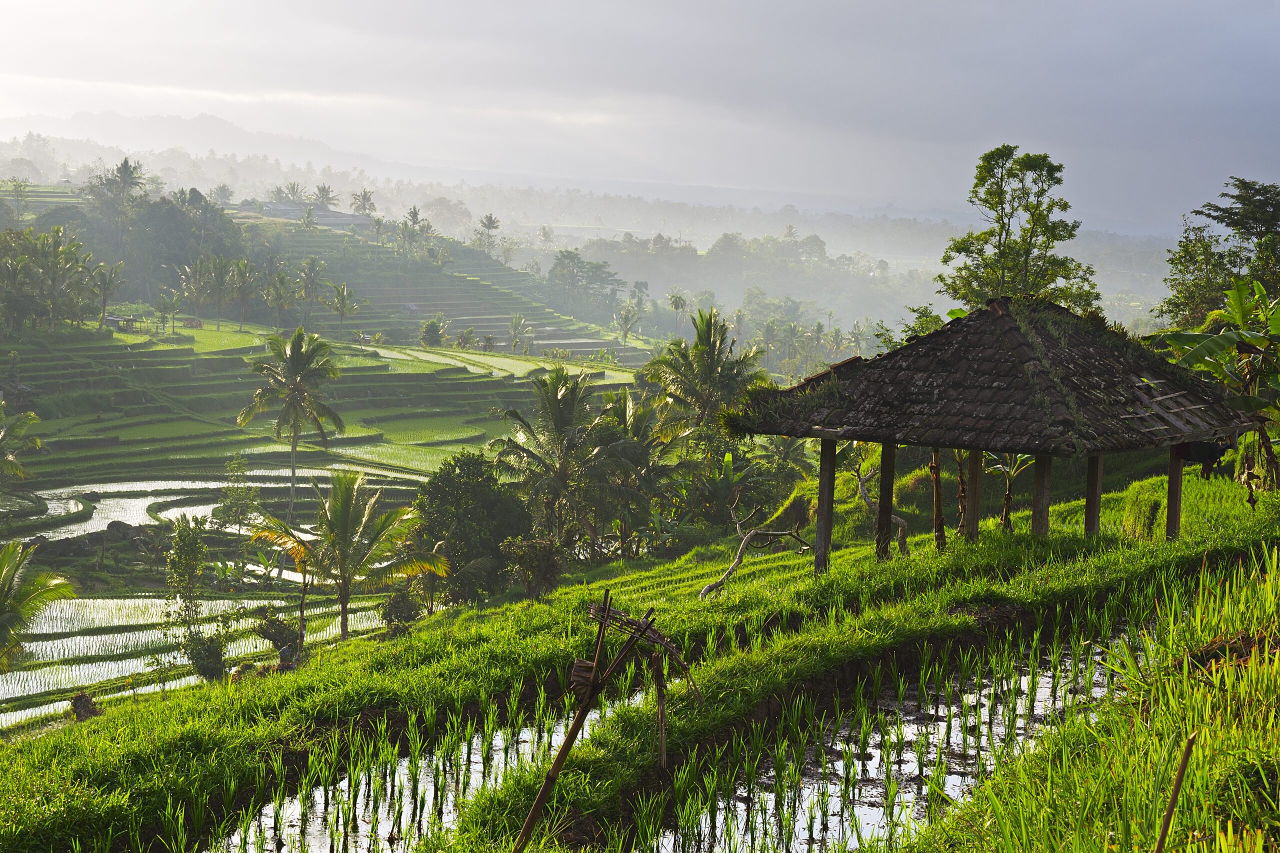 Green rice terraces in a foggy morning