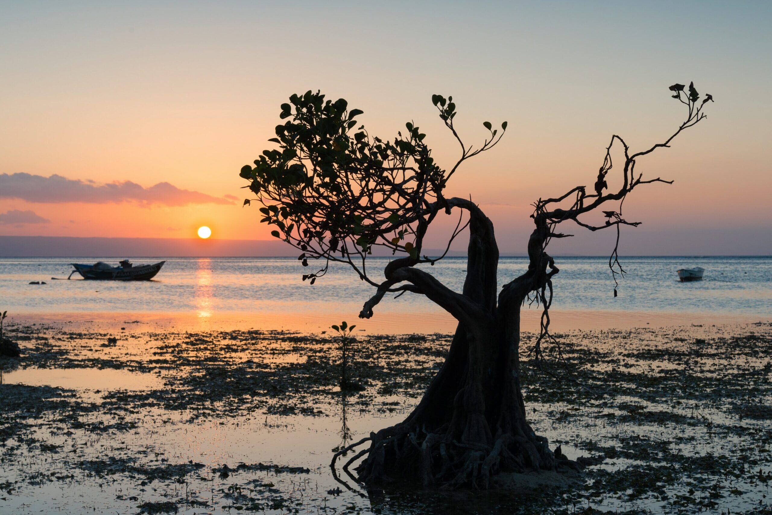 Oddly shaped tree on the beach next to the ocean at sunset