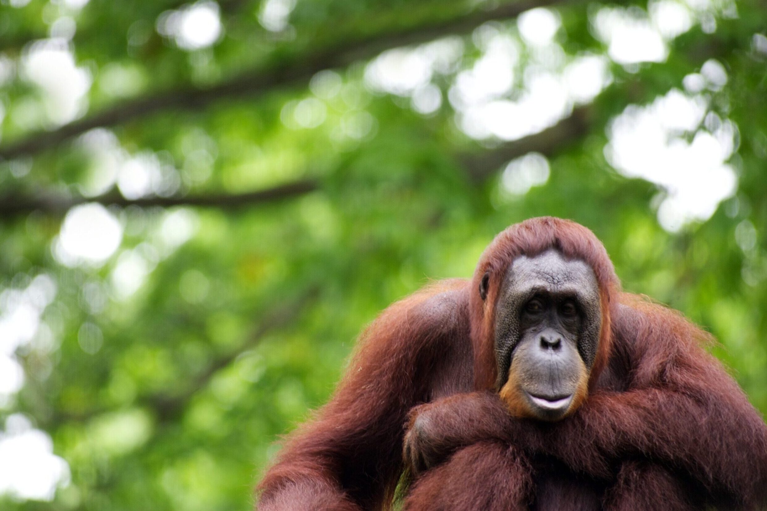 Orangutan in the jungle