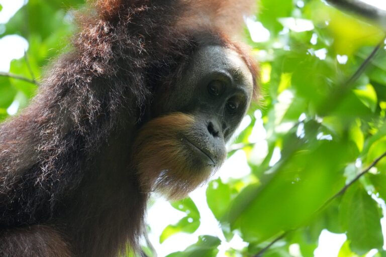 Parque Nacional de Gunung Leuser