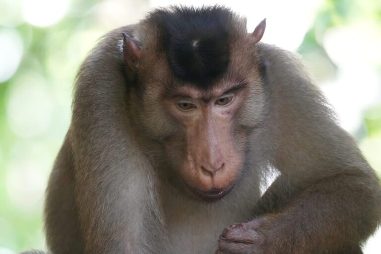 Bukit Lawang