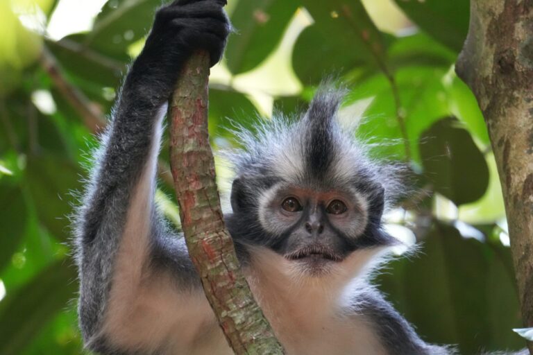 Parque Nacional de Gunung Leuser