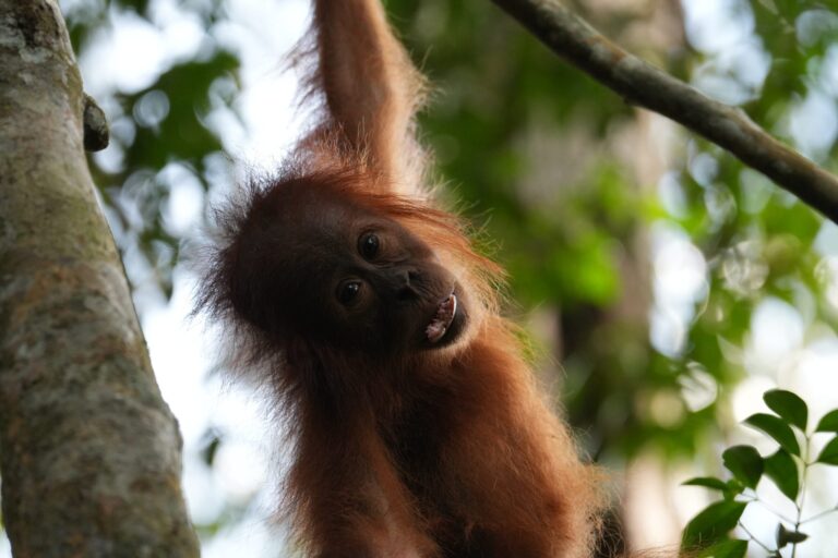 Parque Nacional de Gunung Leuser