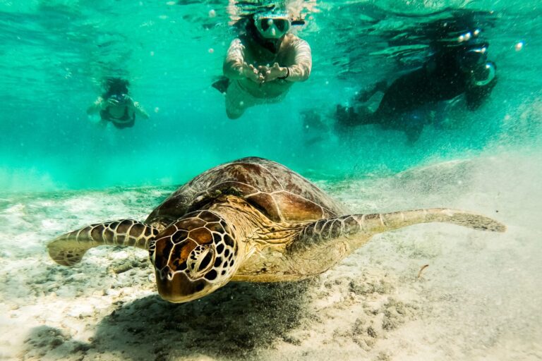 Snorkel en islas Gili